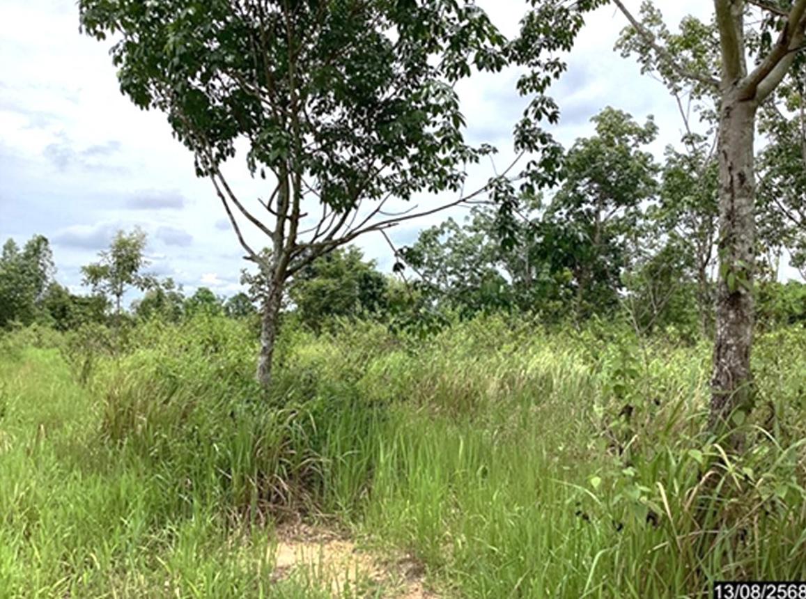 picture LAND 12067 Sq.w. Kut Chap Udon Thani for 4.5M - 14/19