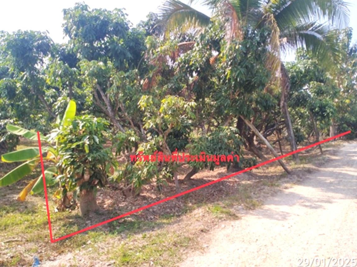 picture LAND 756 Sq.w. San Pa Tong Chiang Mai for 1.1M - 8/13