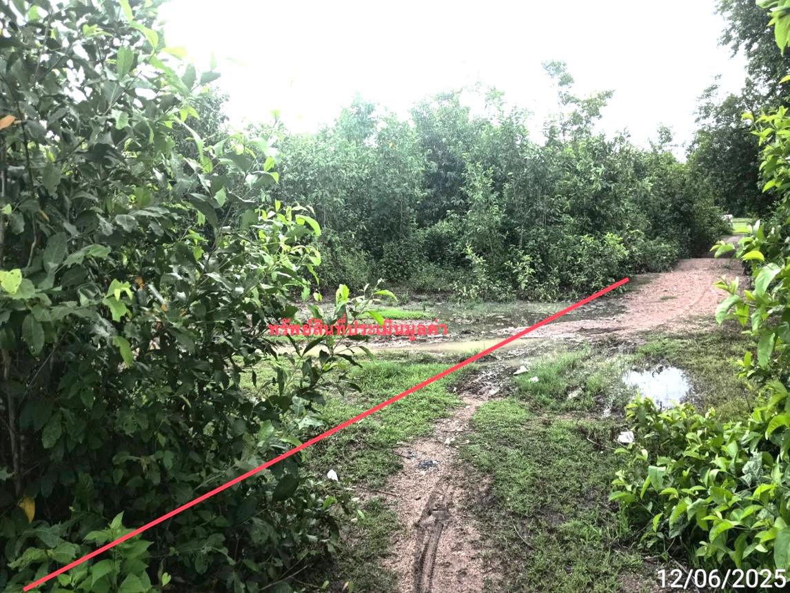 picture LAND 1299 Sq.w. San Pa Tong Chiang Mai for 1.5M - 11/19
