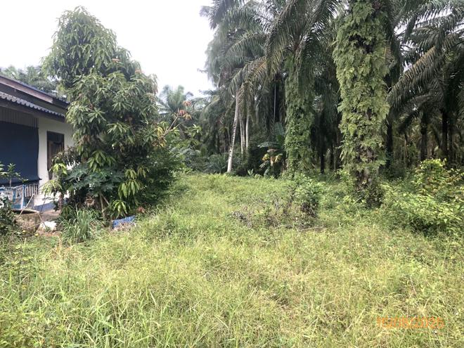 รูป ที่ดินว่างเปล่า 67 ตร.วา ไชยา สุราษฎร์ธานี 273,000 - รูปที่ 7/19