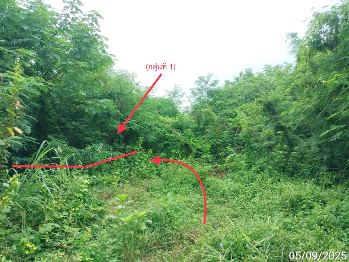 รูป ที่ดินว่างเปล่า 850 ตร.วา ยุพนัย แก่งคอย สระบุรี 1.5M - รูปที่ 7/15