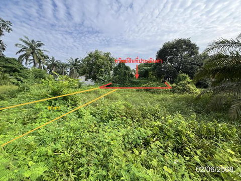 LAND 182.2 Sq.w. Prasaeng Surat Thani for 877,000