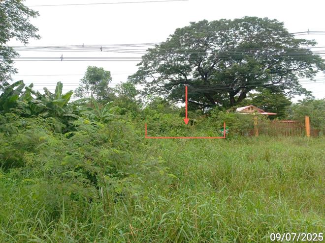 picture LAND 2134.8 Sq.w. Wichian Buri Phetchabun for 4.2M - 1/21