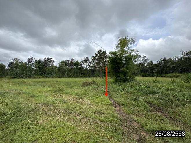 picture LAND 5200 Sq.w. Senangkhanikhom Amnat Charoen for 3.7M - 6/25