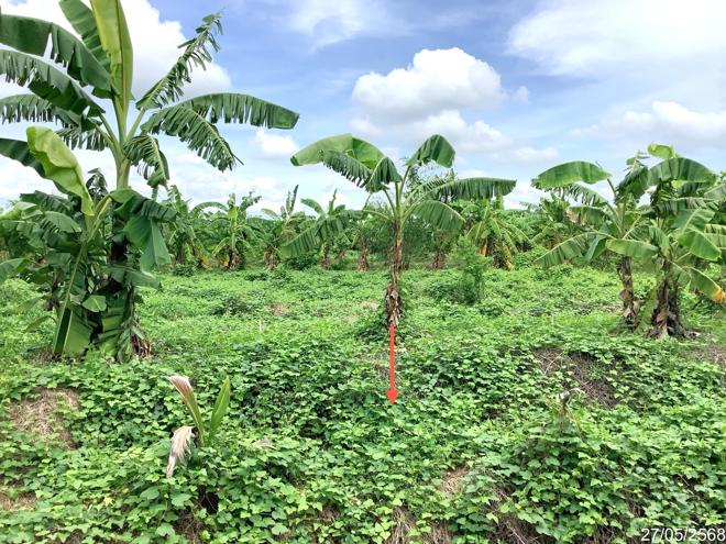 picture LAND 4246 Sq.w. Khlong Khlung Kamphaeng Phet for 4.2M - 9/25