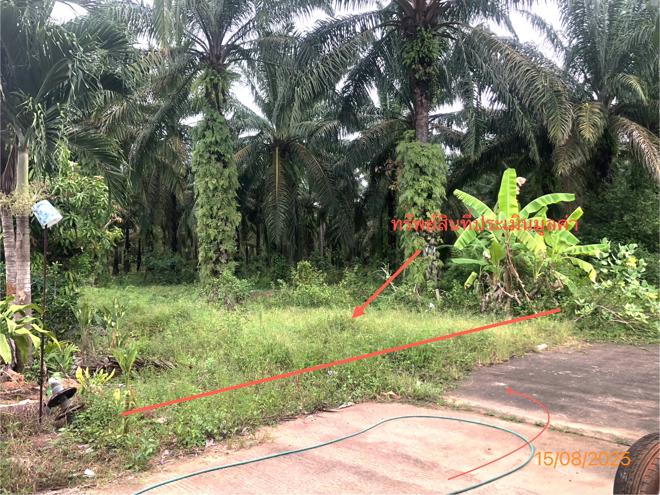 รูป ที่ดินว่างเปล่า 67 ตร.วา ไชยา สุราษฎร์ธานี 273,000 - รูปที่ 2/19