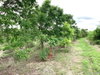 listing thumbnail image 17