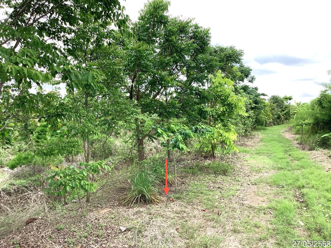 picture LAND 4246 Sq.w. Khlong Khlung Kamphaeng Phet for 4.2M - 18/25
