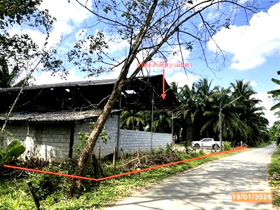 Factory for sale Trang : FACTORY 1620.3 Sq.w. Huai Yot Trang for 4.8M