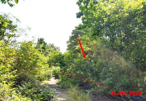 picture LAND 903 Sq.w. Muang Lamphun Lamphun for 1.4M - 12/15