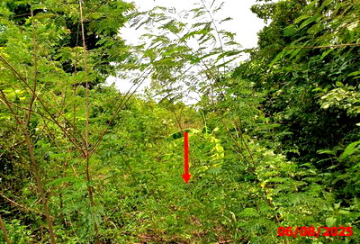 Land for sale Ban Hong Lamphun : LAND 2861 Sq.w. Ban Hong Lamphun for 2M
