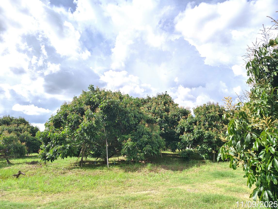 รูป บ้านเดี่ยว 11470 ตร.วา สอยดาว จันทบุรี 8.7M - รูปที่ 30/37