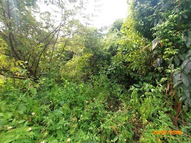 picture LAND 1519 Sq.w. Ko Samui Surat Thani for 12.6M - 6/15