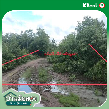 picture LAND 1299 Sq.w. San Pa Tong Chiang Mai for 1.5M - 17/19