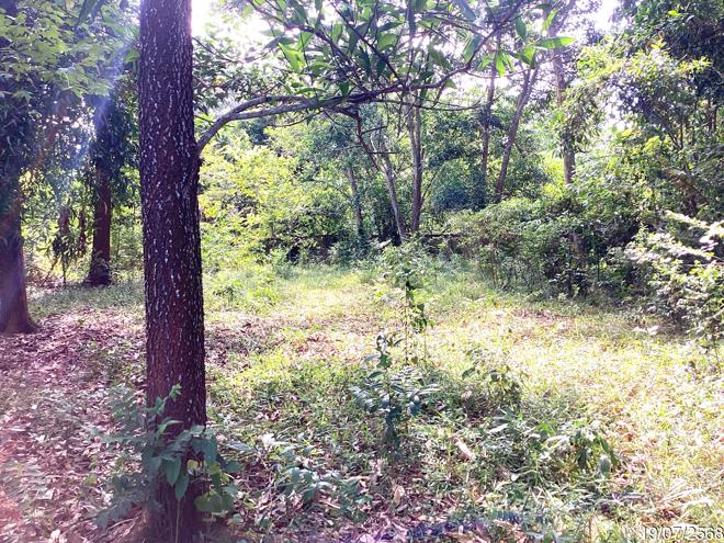picture LAND 358.5 Sq.w. Hat Yai Songkhla for 2.2M - 6/17