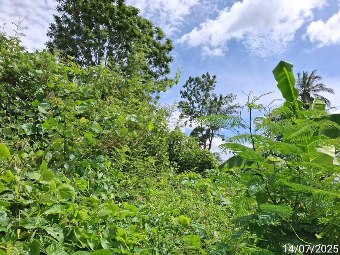 รูป ที่ดินว่างเปล่า 285.9 ตร.วา ปะเหลียน ตรัง 2.7M - รูปที่ 18/25