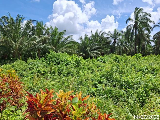 รูป ที่ดินว่างเปล่า 125 ตร.วา ปะเหลียน ตรัง 963,000 - รูปที่ 6/25