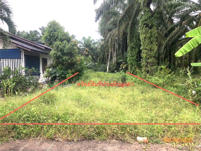 รูป ที่ดินว่างเปล่า 67 ตร.วา ไชยา สุราษฎร์ธานี 273,000 - รูปที่ 1/19