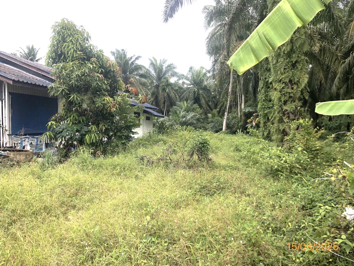 รูป ที่ดินว่างเปล่า 67 ตร.วา ไชยา สุราษฎร์ธานี 273,000 - รูปที่ 15/19