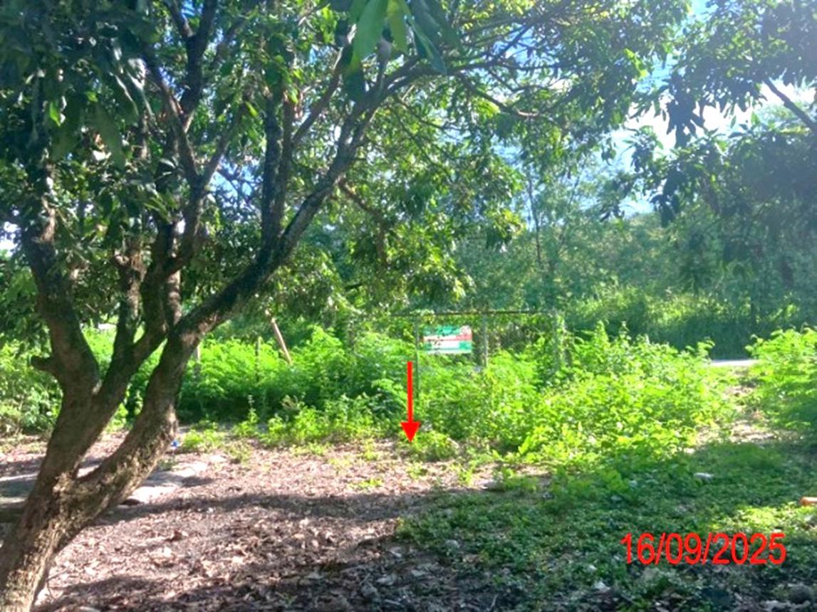 รูป บ้านเดี่ยว 247 ตร.วา ป่าซาง ลำพูน 768,000 - รูปที่ 26/33