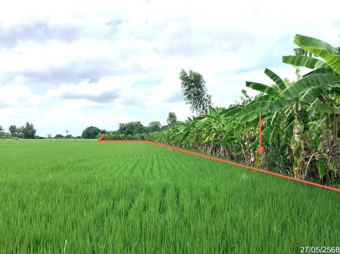 picture LAND 4246 Sq.w. Khlong Khlung Kamphaeng Phet for 4.2M - 15/25
