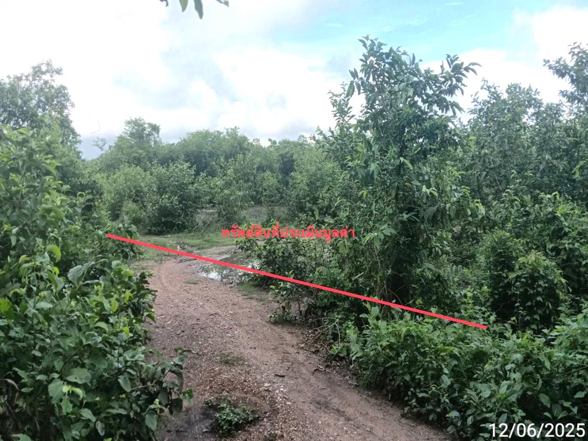 picture LAND 1299 Sq.w. San Pa Tong Chiang Mai for 1.5M - 10/19