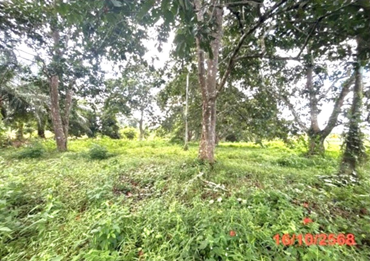 picture LAND 379.5 Sq.w. Muang Surat Thani Surat Thani for 1.7M - 17/21