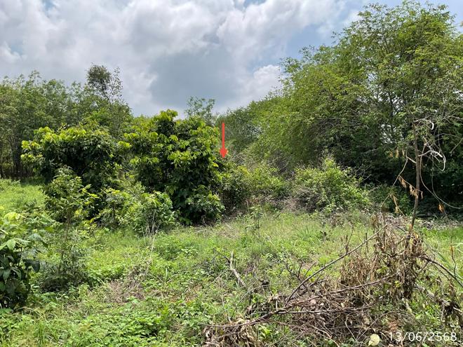 picture LAND 1777.2 Sq.w. Muang Ya Sothon Yasothon for 1.4M - 6/25