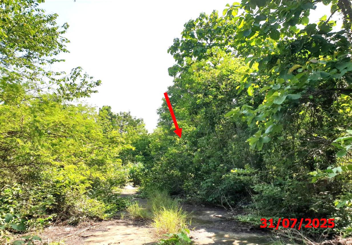 picture LAND 903 Sq.w. Muang Lamphun Lamphun for 1.4M - 9/15