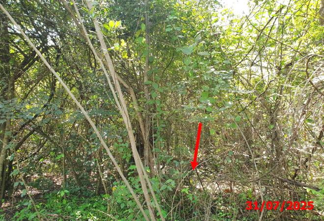 picture LAND 903 Sq.w. Muang Lamphun Lamphun for 1.4M - 5/15