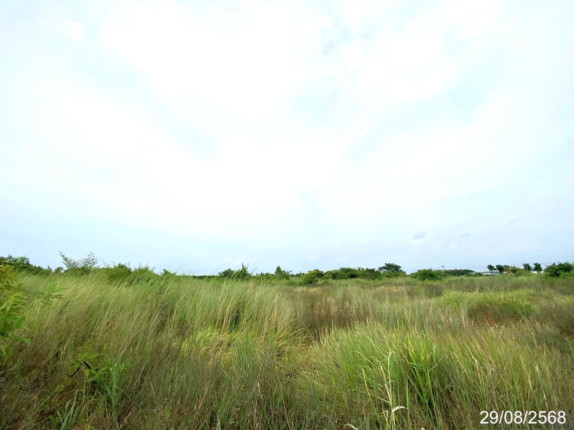 picture LAND 1016.8 Sq.w. Ban Bung Chonburi for 13.6M - 13/17