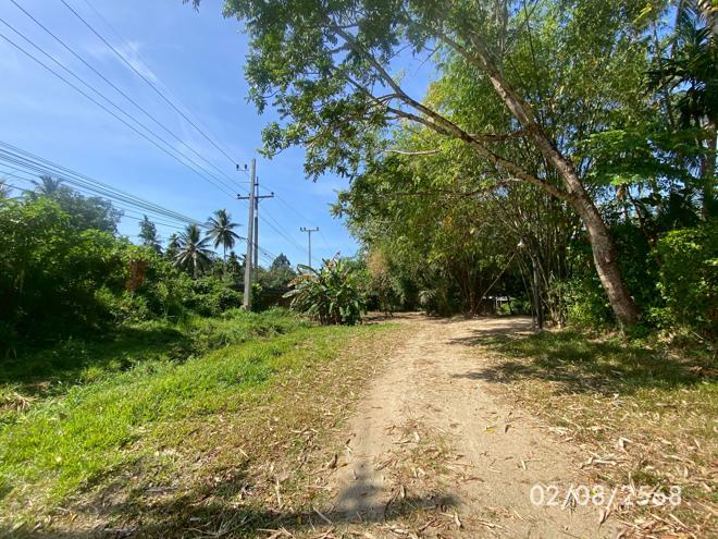 picture LAND 320 Sq.w. Kong Ra Phatthalung for 2M - 8/21