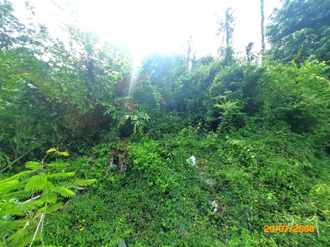 picture LAND 1519 Sq.w. Ko Samui Surat Thani for 12.6M - 5/15