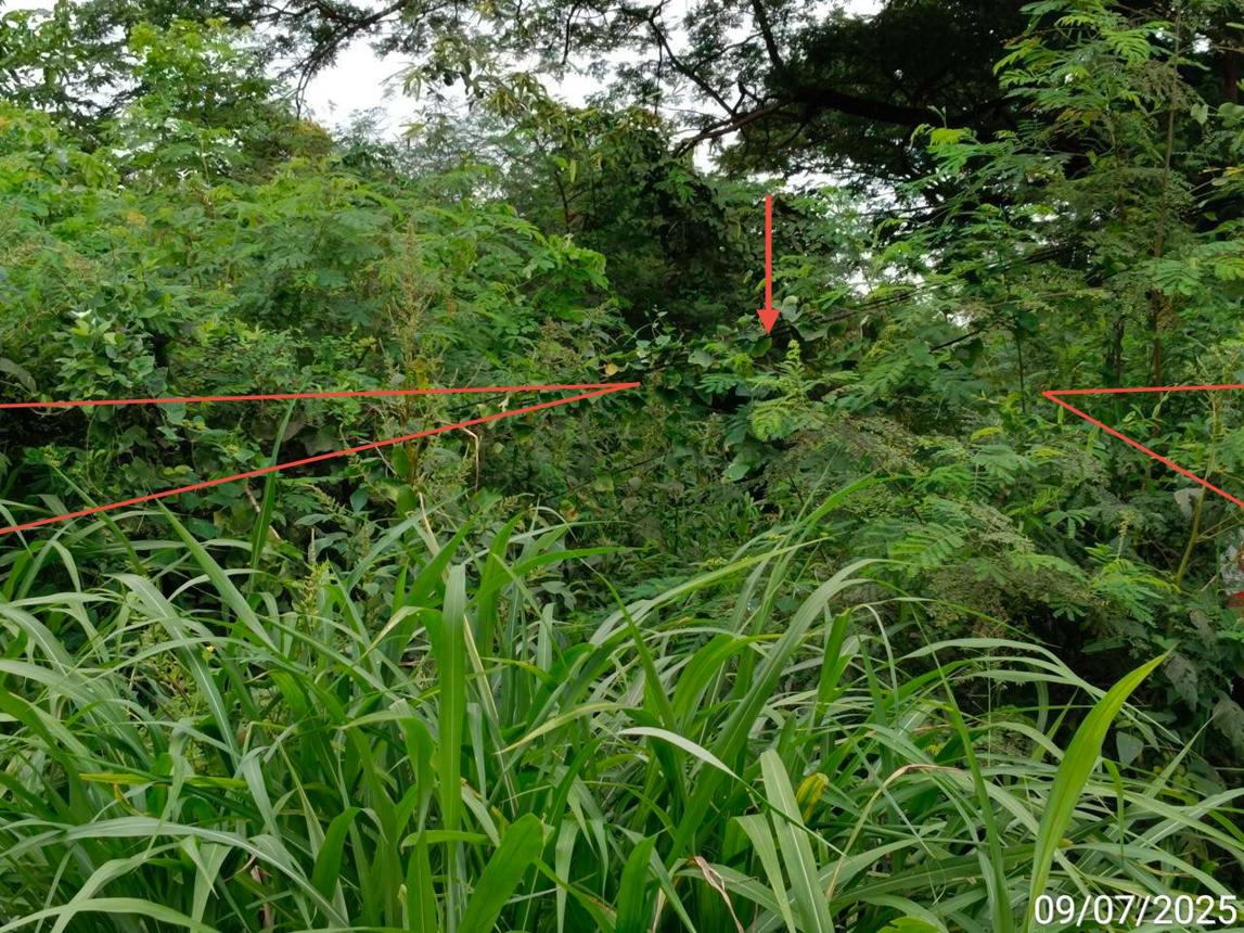 picture LAND 2134.8 Sq.w. Wichian Buri Phetchabun for 4.2M - 13/21
