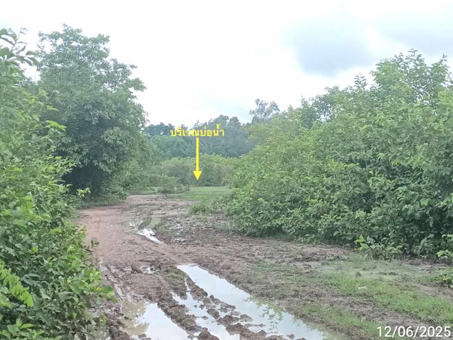 picture LAND 1299 Sq.w. San Pa Tong Chiang Mai for 1.5M - 7/19