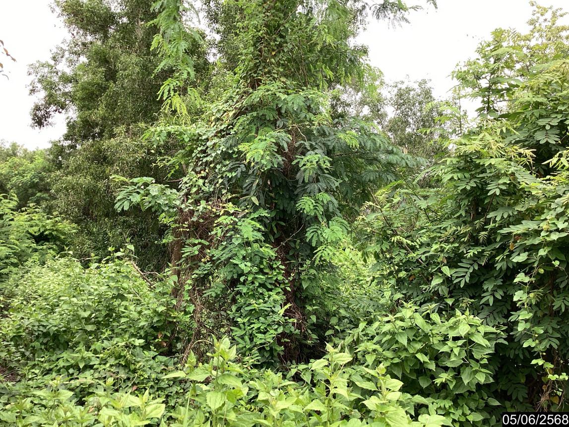 รูป ที่ดินว่างเปล่า 991.1 ตร.วา เมืองอุดรธานี อุดรธานี 8.5M - รูปที่ 17/25