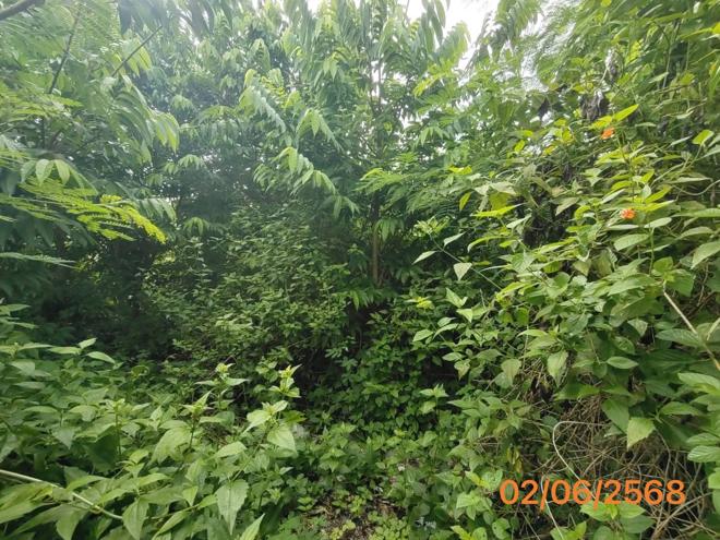 รูป ที่ดินว่างเปล่า 150 ตร.วา เมืองกระบี่ กระบี่ 997,000 - รูปที่ 7/17