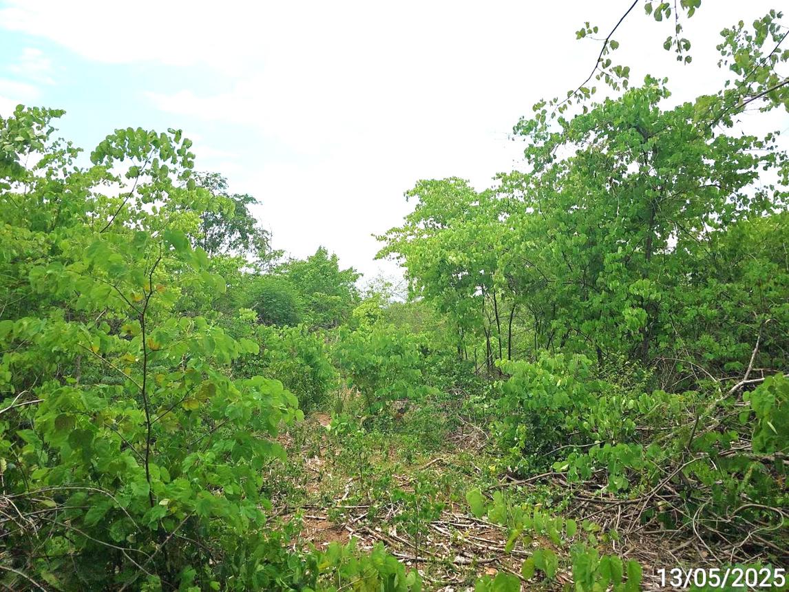 รูป ที่ดินว่างเปล่า 690 ตร.วา เขาค้อแกรนด์วิลล์ เมืองเพชรบูรณ์ เพชรบูรณ์ 714,000 - รูปที่ 11/15