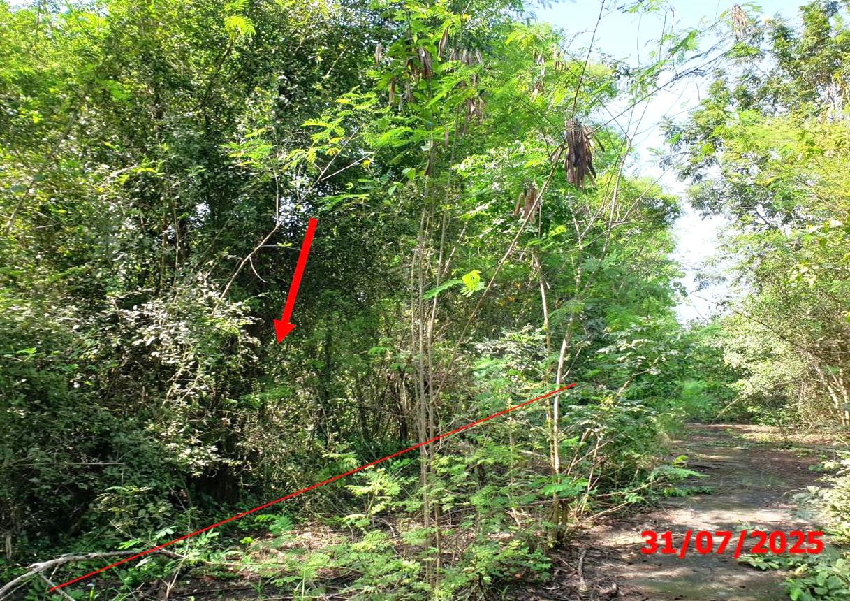 picture LAND 903 Sq.w. Muang Lamphun Lamphun for 1.4M - 8/15