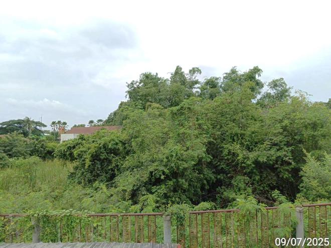 picture LAND 2134.8 Sq.w. Wichian Buri Phetchabun for 4.2M - 9/21