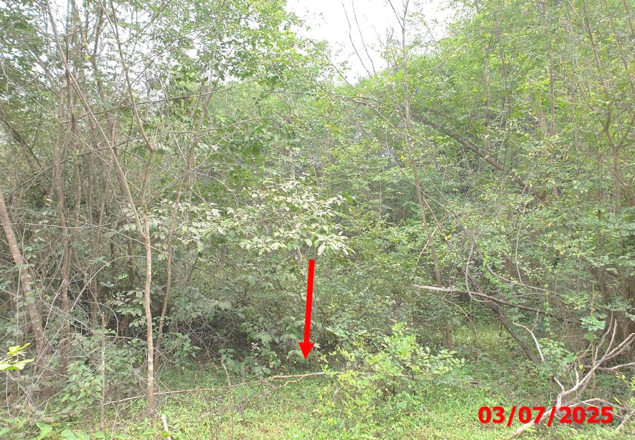 picture LAND 110.9 Sq.w. Muang Lampang Lamphang for 209,000 - 11/15