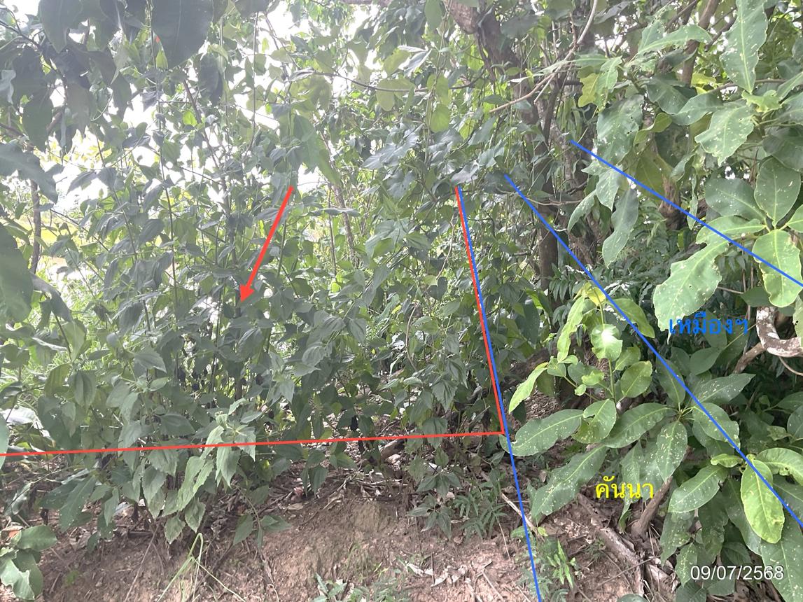 รูป ที่ดินว่างเปล่า 1292.7 ตร.วา เมืองพะเยา พะเยา 668,000 - รูปที่ 15/21
