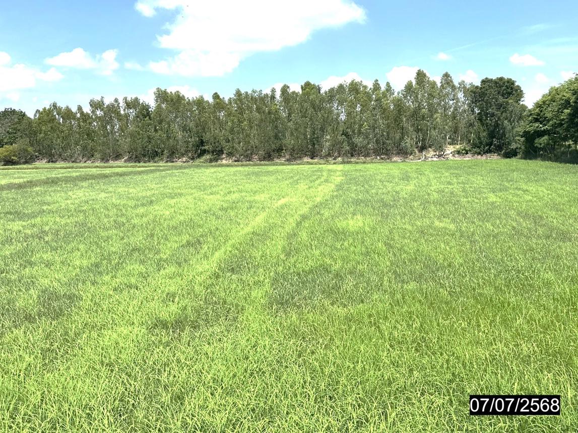 picture LAND 1106 Sq.w. Kaset Wisai Roi Et for 1.1M - 15/19