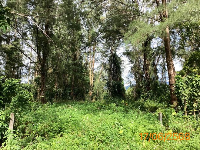 picture LAND 10953.7 Sq.w. Takua Pa Phangnga for 76.7M - 4/13