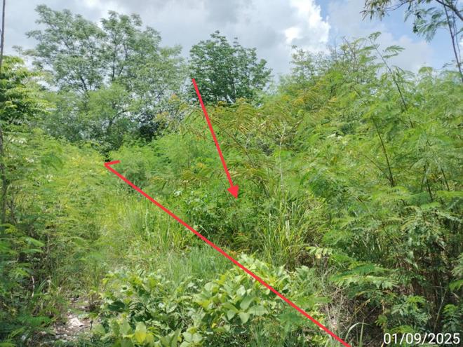 picture LAND 238 Sq.w. Muak Lek Saraburi for 333,000 - 2/19
