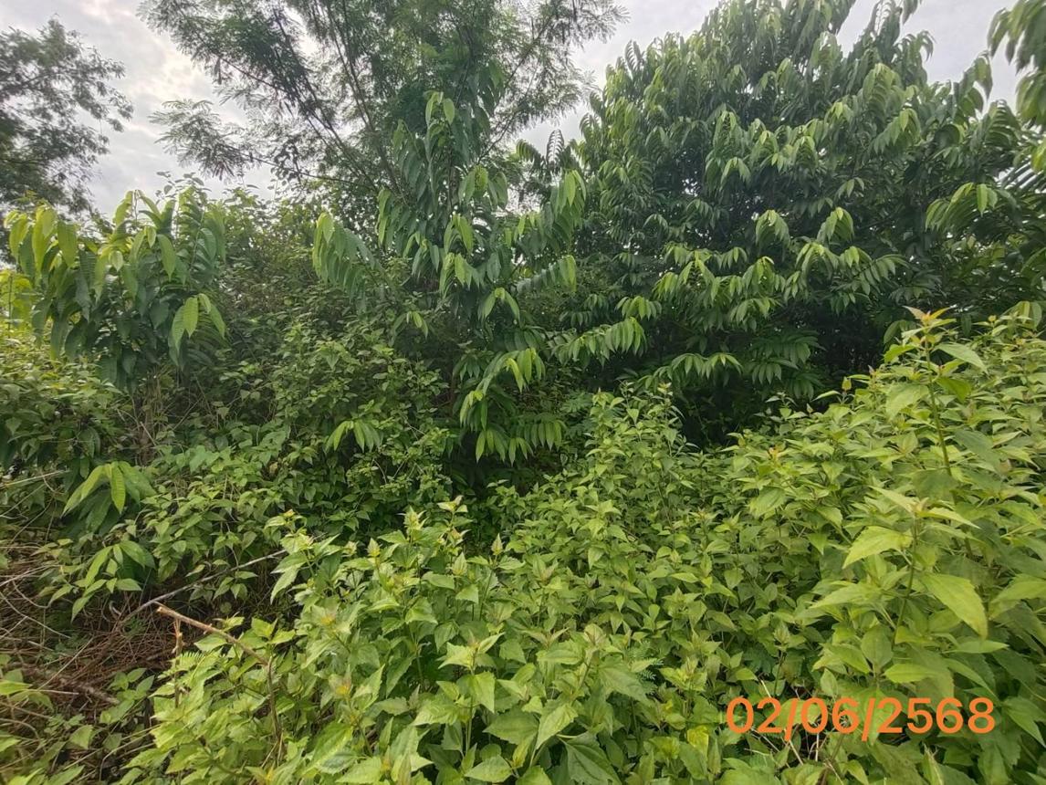 รูป ที่ดินว่างเปล่า 150 ตร.วา เมืองกระบี่ กระบี่ 997,000 - รูปที่ 12/17