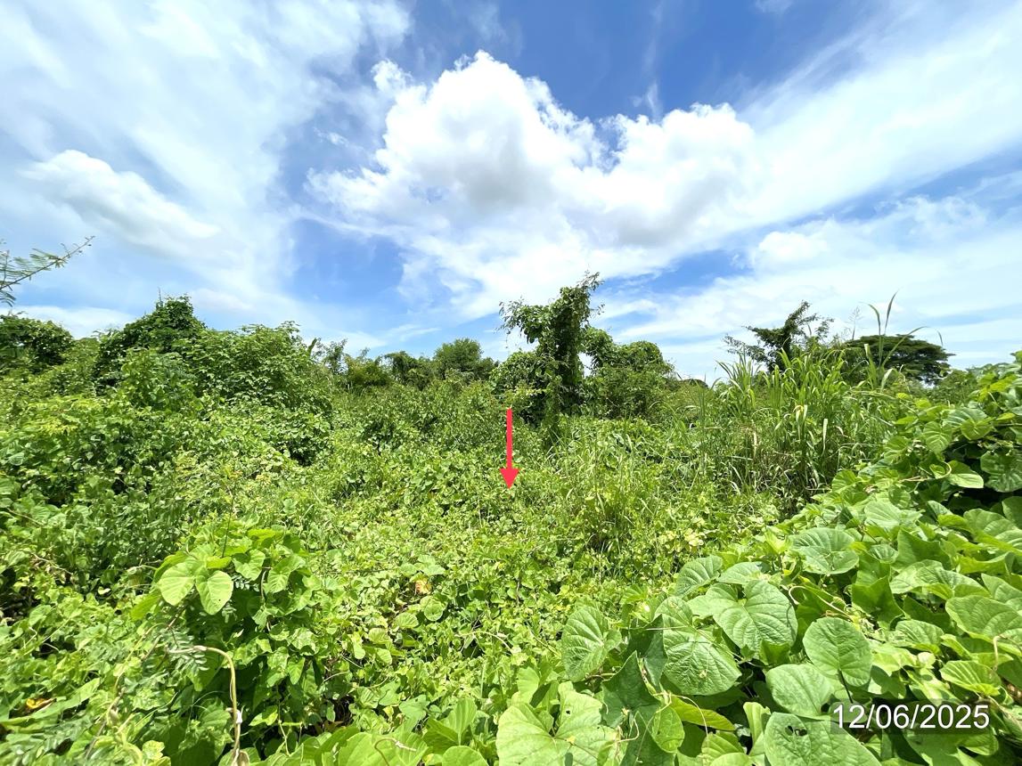 picture LAND 1271.2 Sq.w. Sawankhalok Sukhothai for 4.2M - 12/17