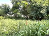 listing thumbnail image 12