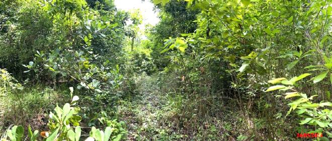 รูป ที่ดินว่างเปล่า 6417.1 ตร.วา เมืองภูเก็ต ภูเก็ต 109M - รูปที่ 8/19