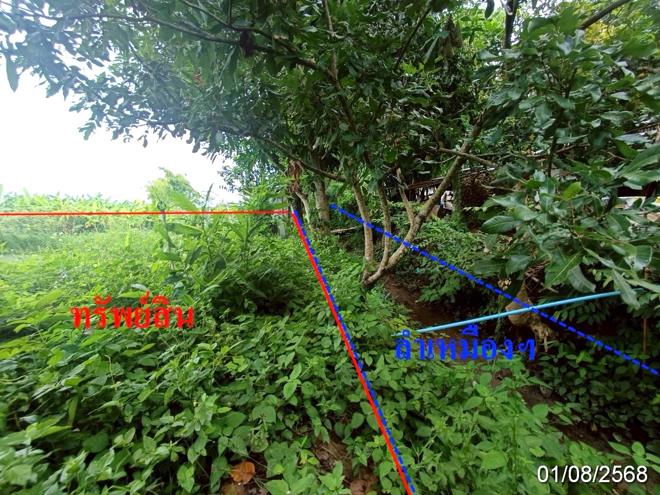 picture LAND 2211.4 Sq.w. Fang Chiang Mai for 2M - 2/19